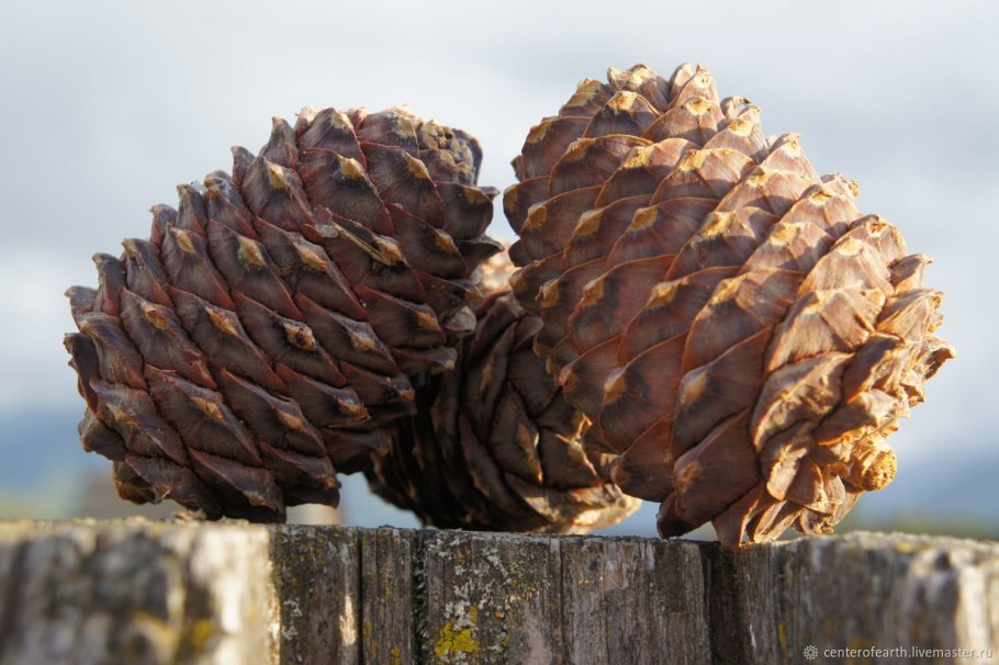 Кедр Сибирский Pinus sibirica