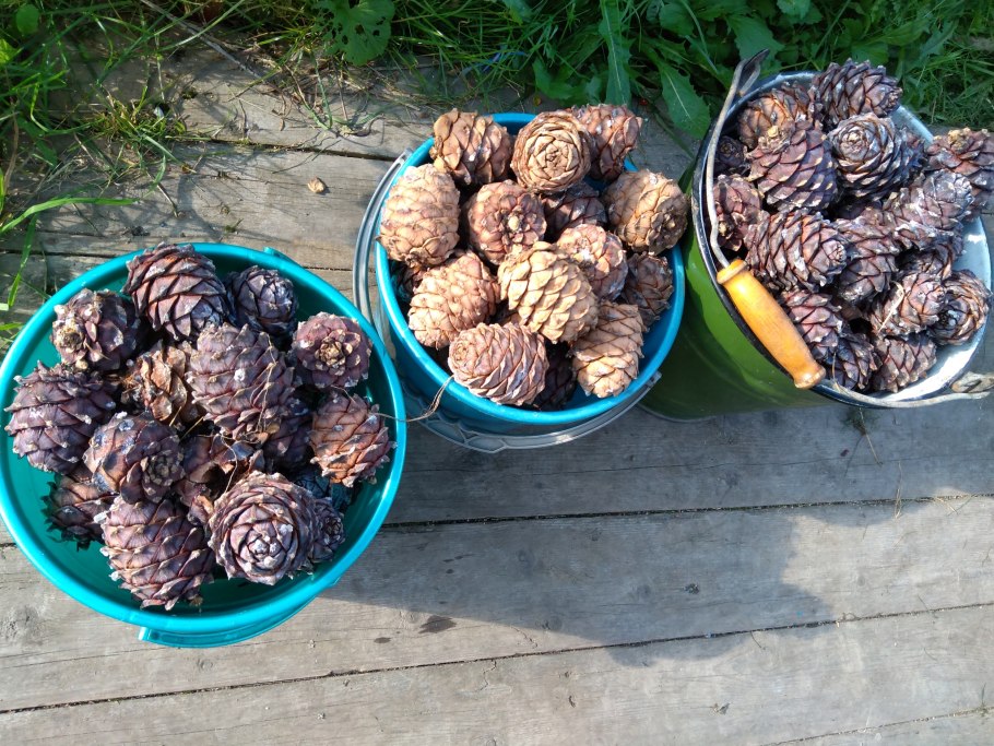 Кедр Дальневосточный (Pinus koraiensis)