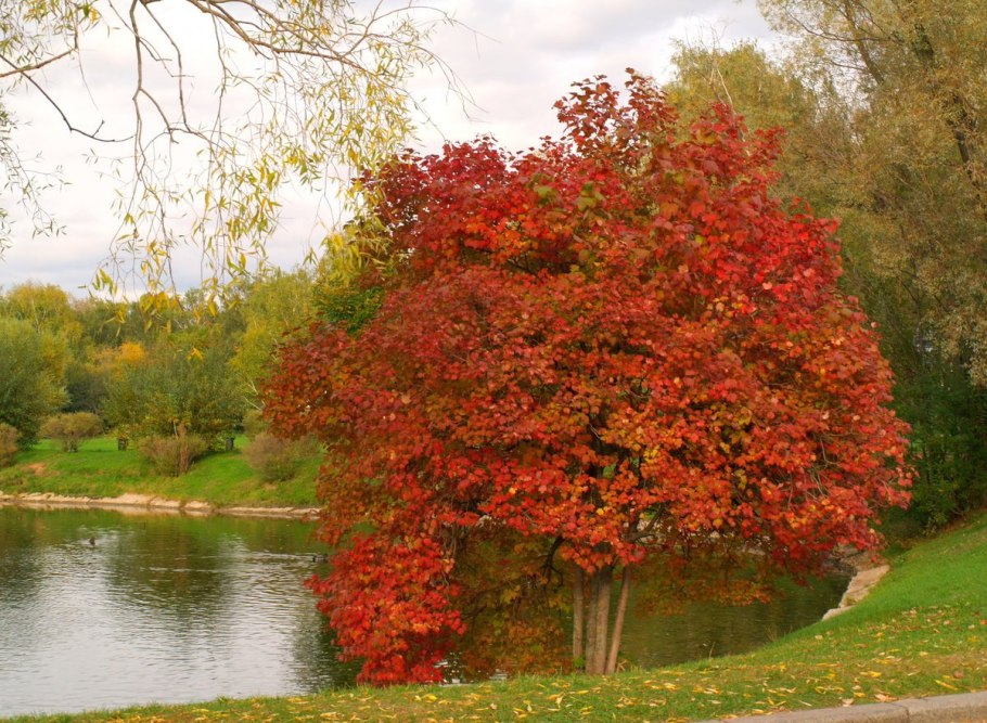 Калина обыкновенная куст осенью