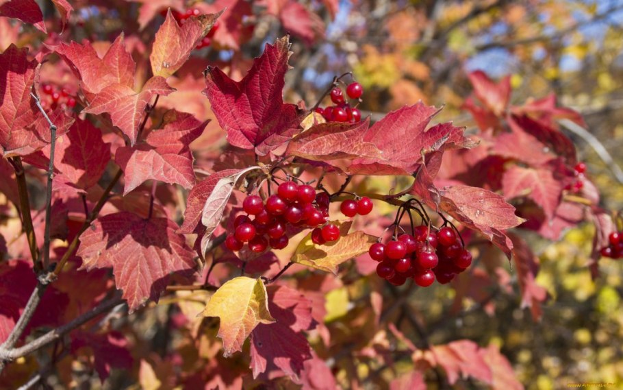 Калина обыкновенная листья