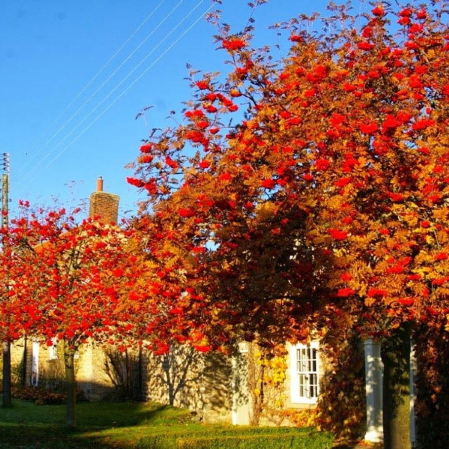 Лист калины