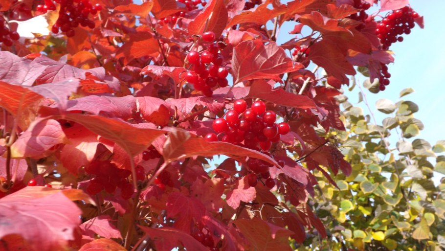 Калина обыкновенная Розеум листья