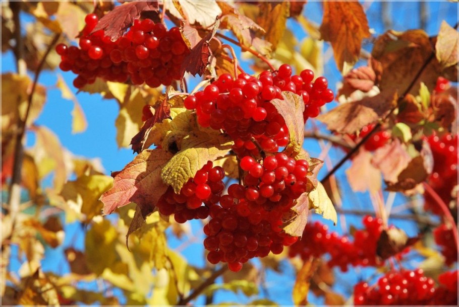 Калина красная куст