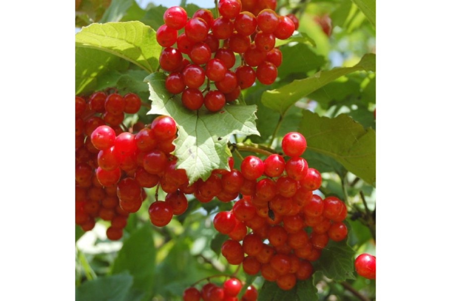 Ягоды осенью