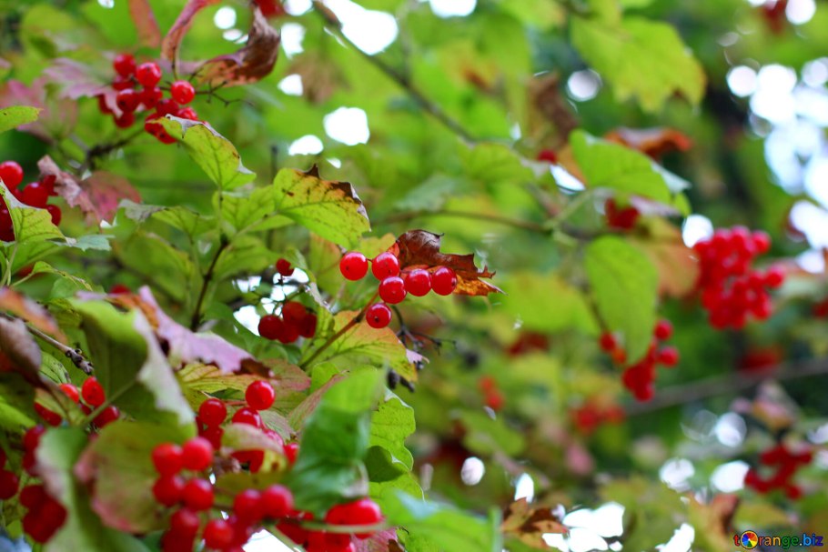 Калина (viburnum)