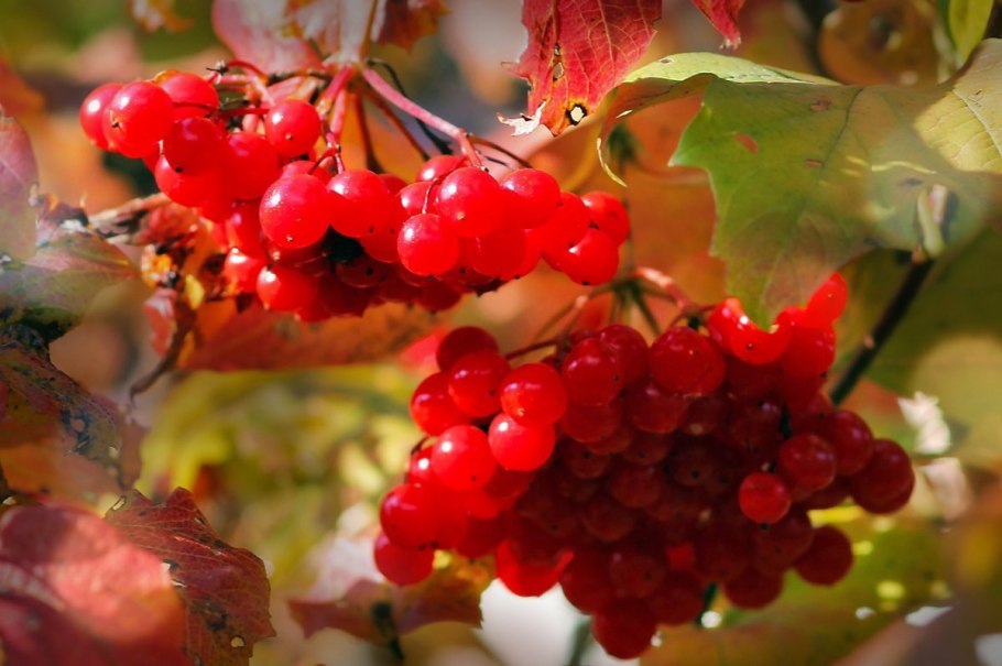 Калина кроваво красная