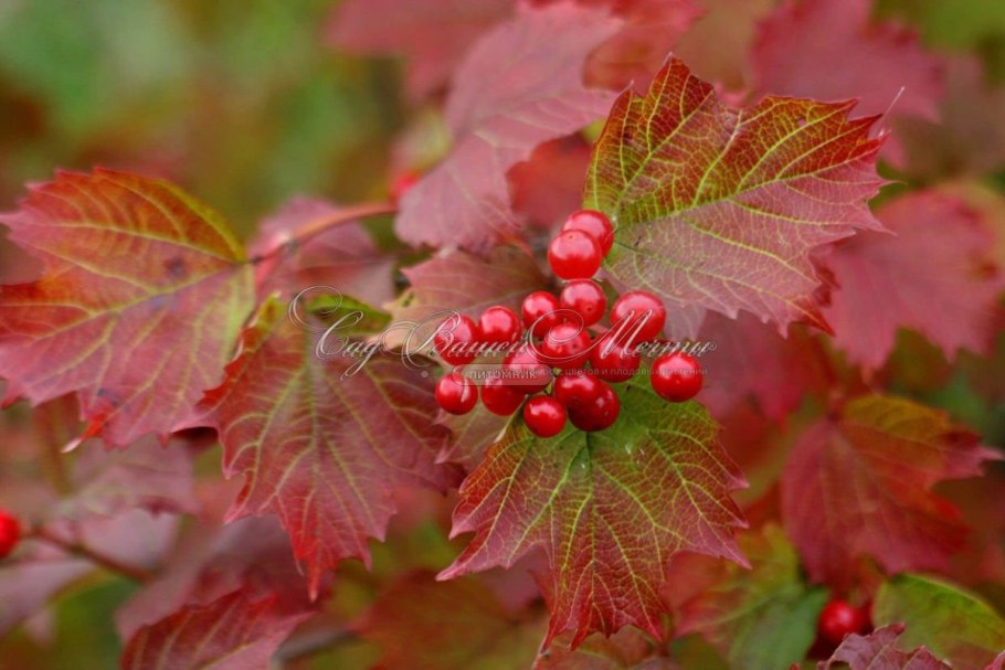 Калина обыкновенная листья