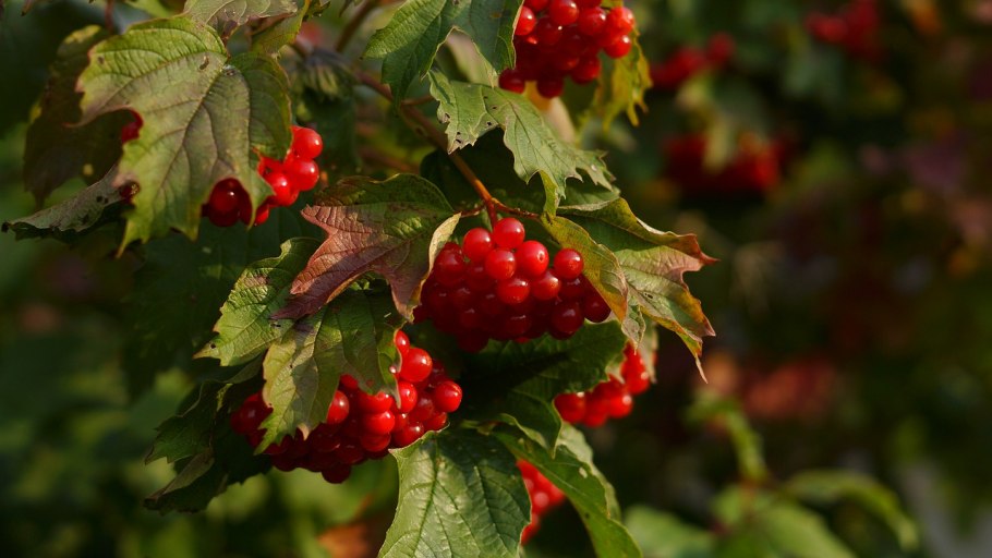 Калины гроздья Алые 71