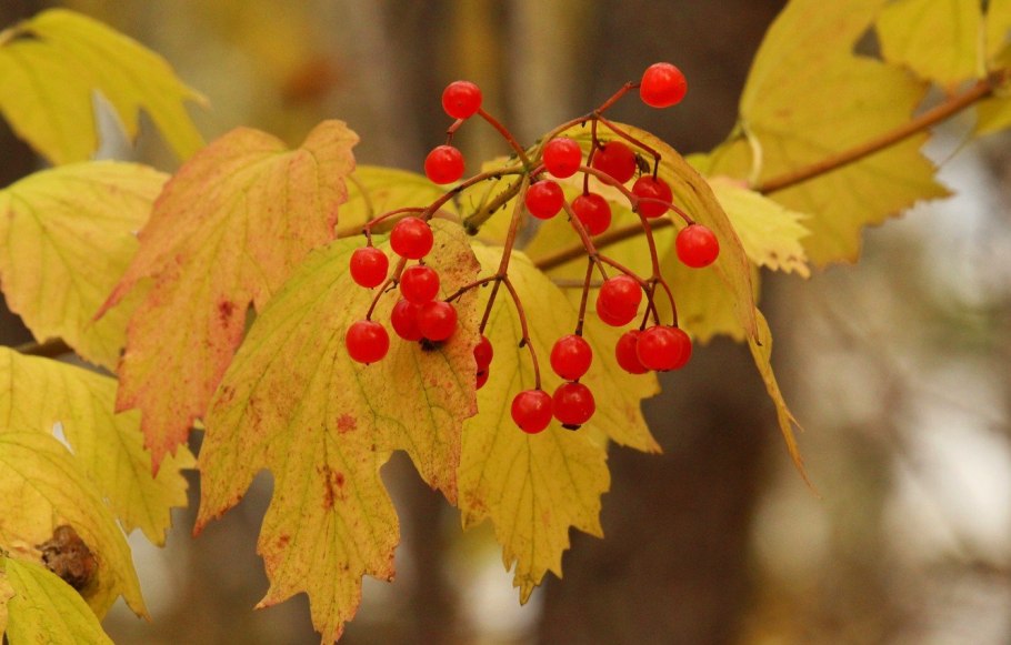 Рябина Фланрок