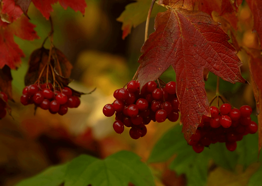 Калина Райта