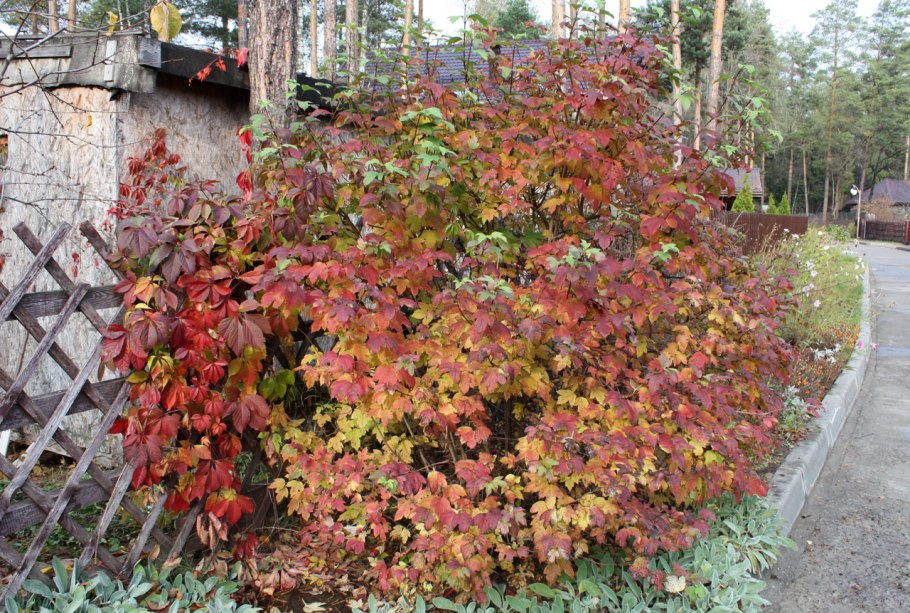 Калина обыкновенная Розеум осенью