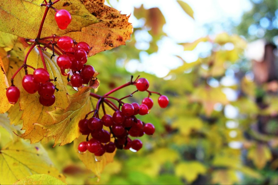 Калина обыкновенная листья