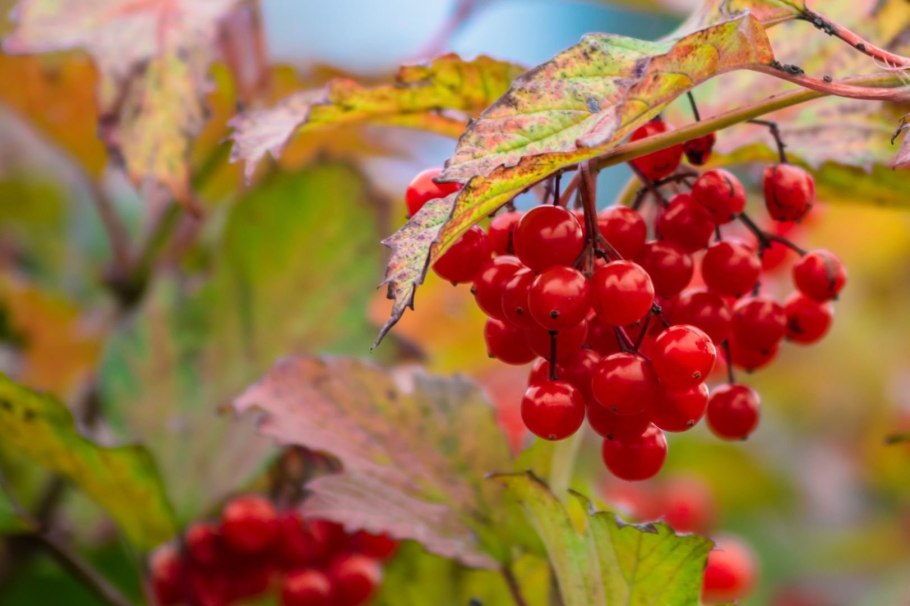 Калина фото