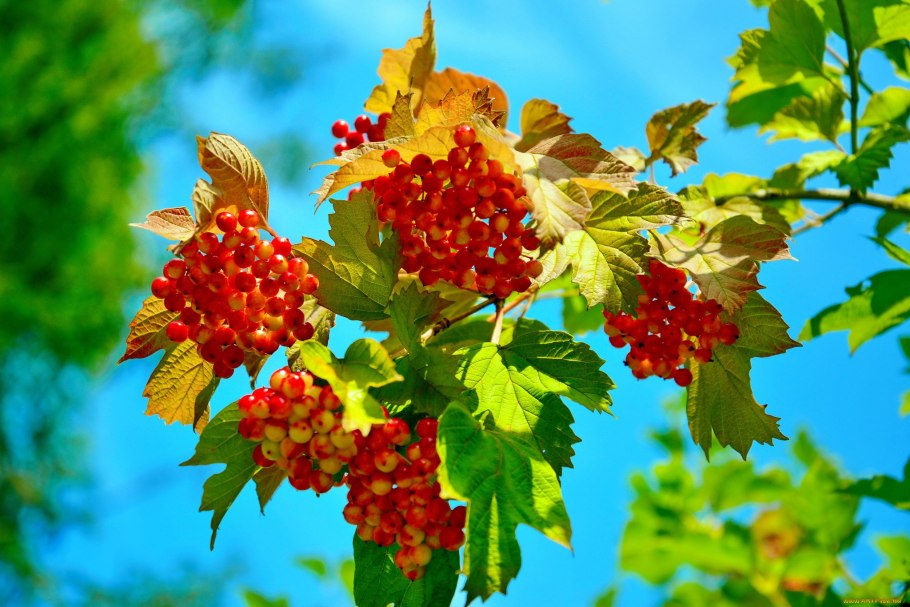 Калина листья