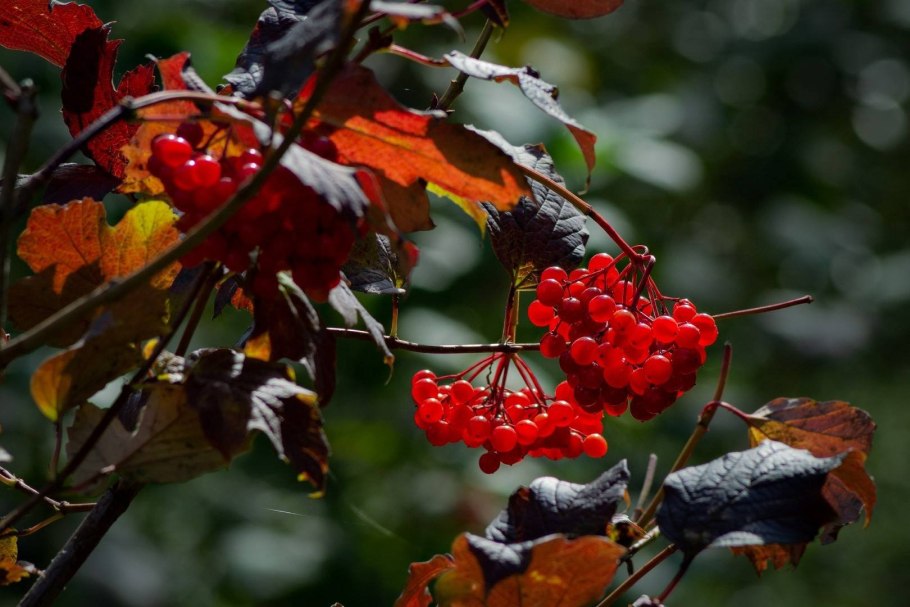 Калина с красными листьями