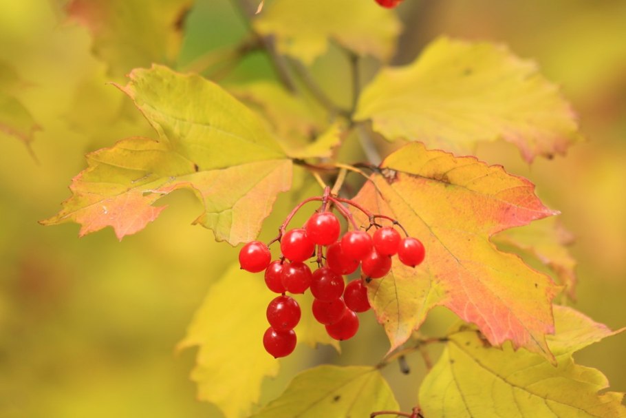 Рябина боярышниковидная