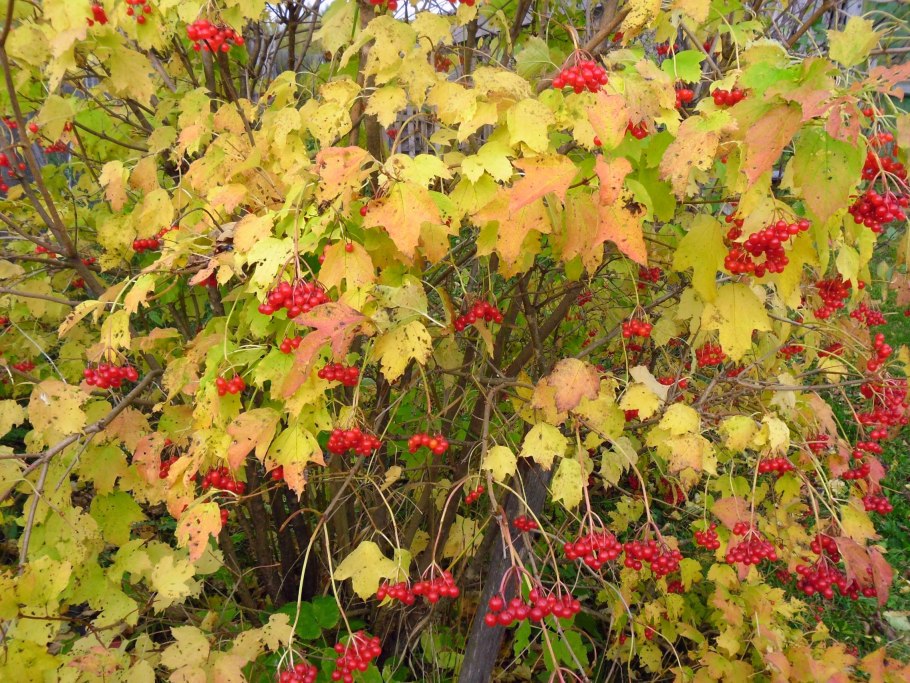 Ягоды калины вкус