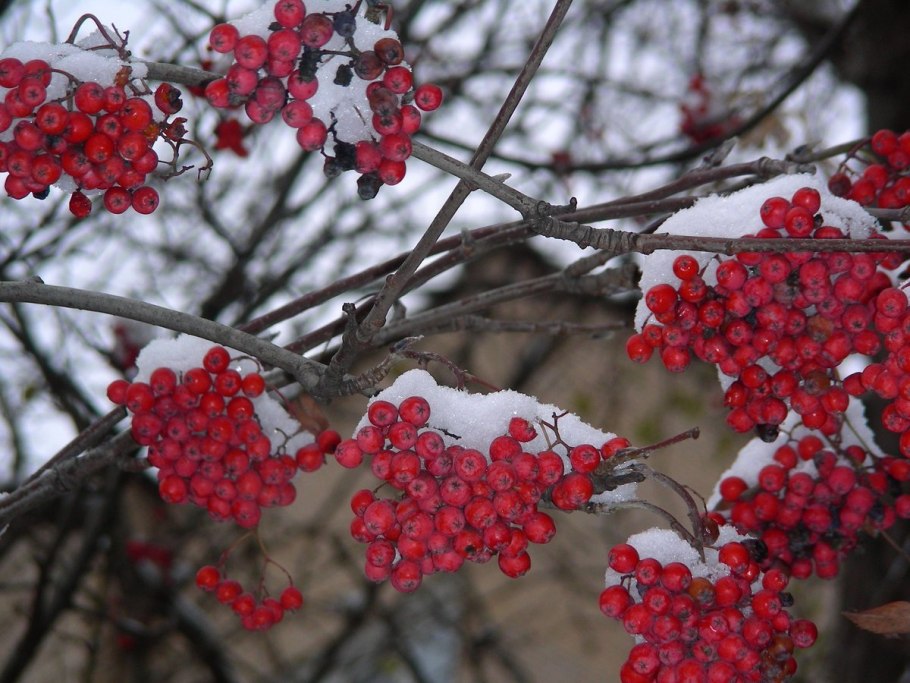 Калина обыкновенная Шукшинская
