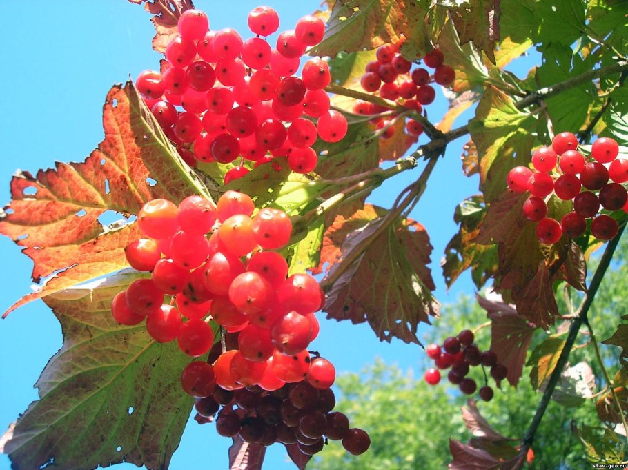 Куст калина