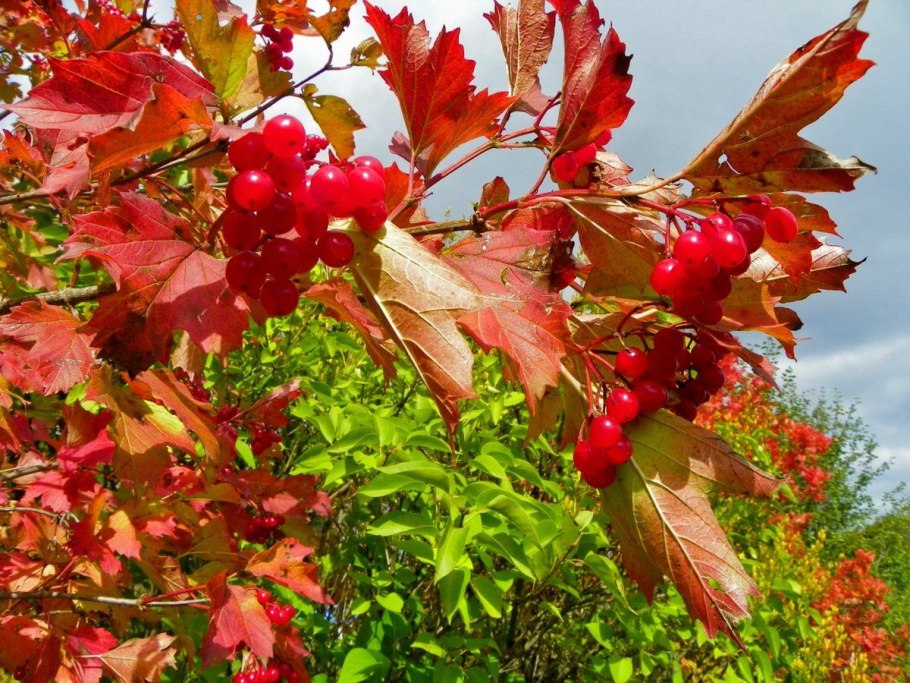 Калина ягоды