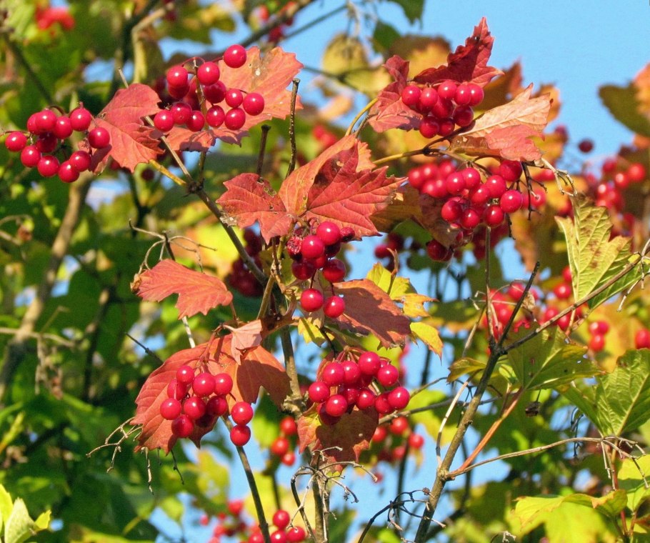 Калина обыкновенная осень