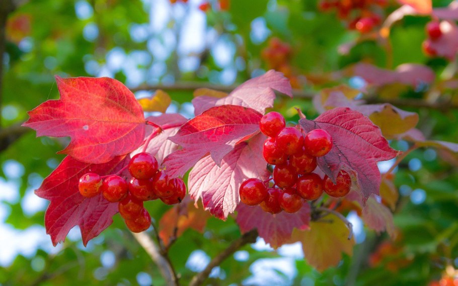Калина обыкновенная Вигоровская