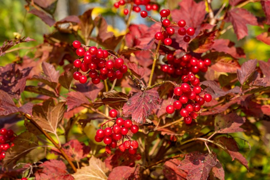 Калина куст рябина дерево