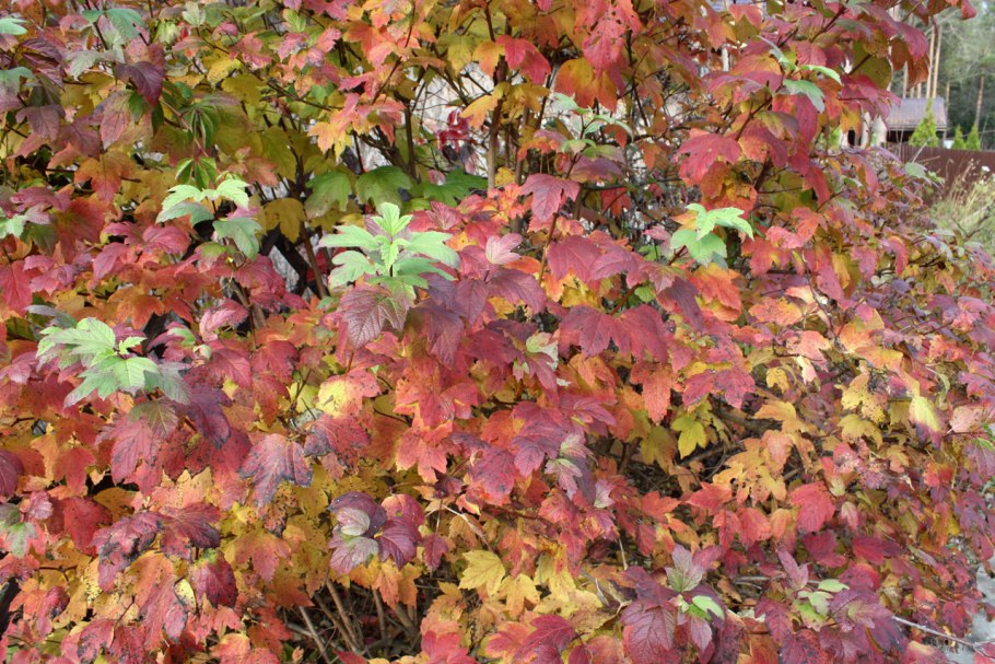 Калина обыкновенная Розеум осенью