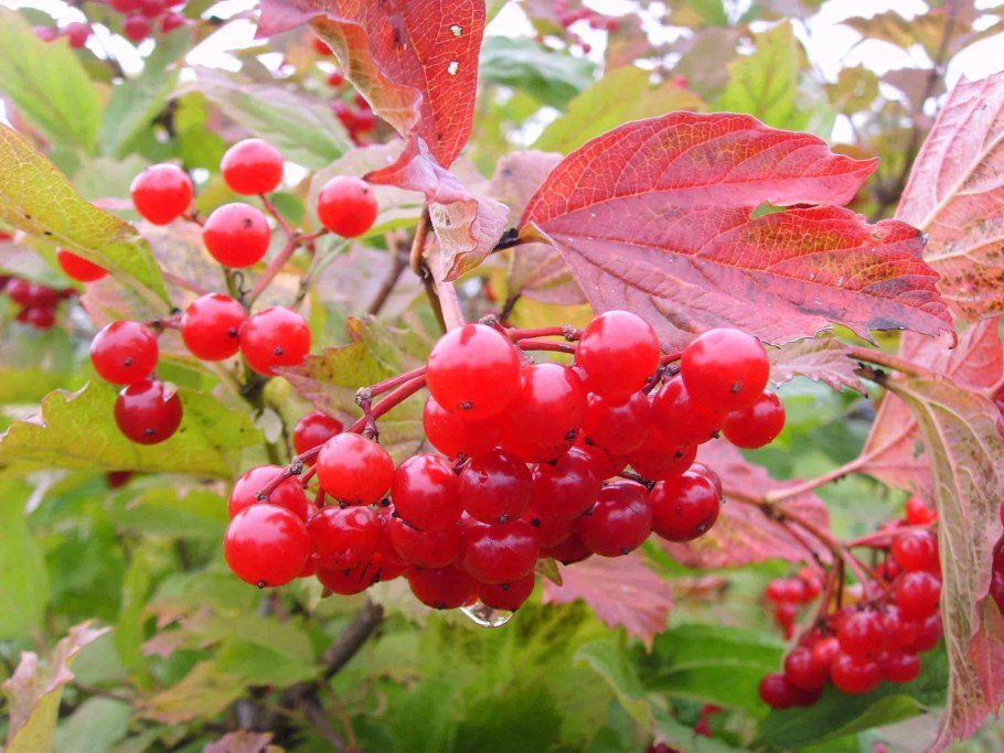 Калина обыкновенная осень
