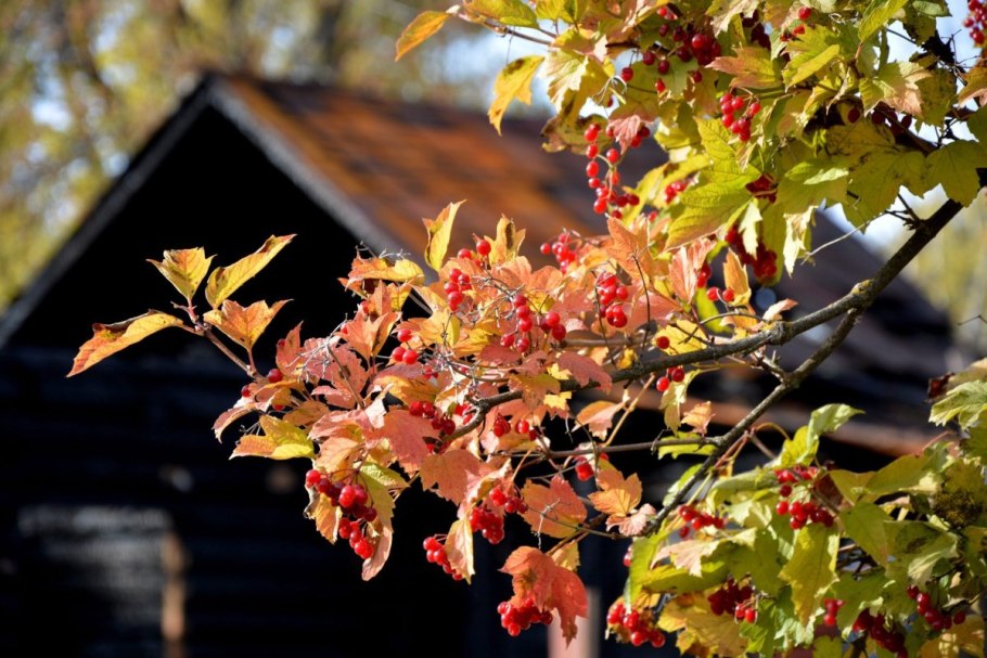 Калина осенью фото дерева и листьев
