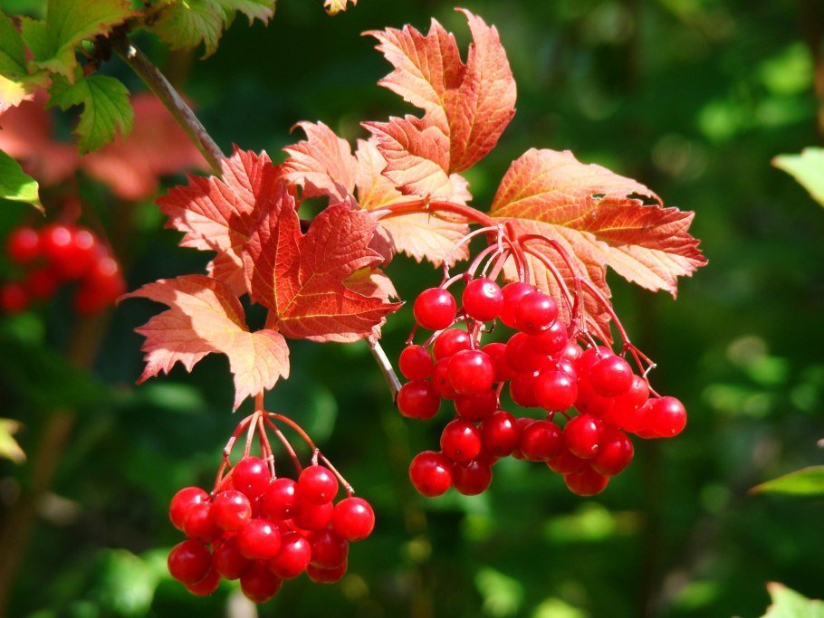 Калина обыкновенная Ксантокарпум