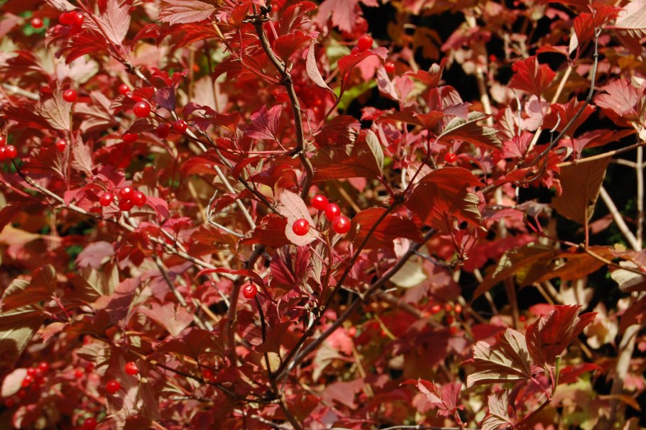 Калина обыкновеннаялитья