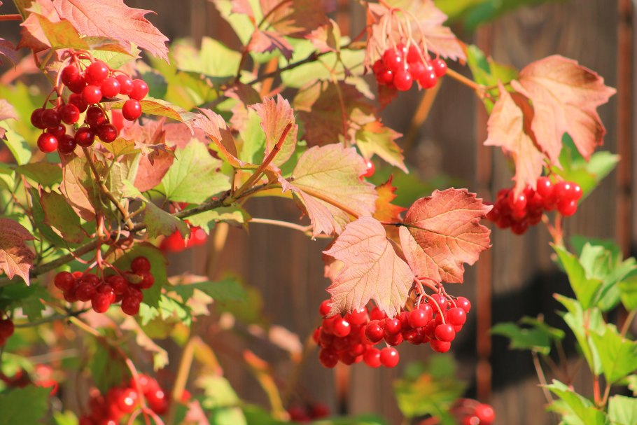 Калина Шукшинская