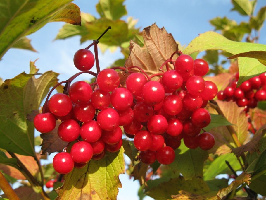 Калина Жолобовская