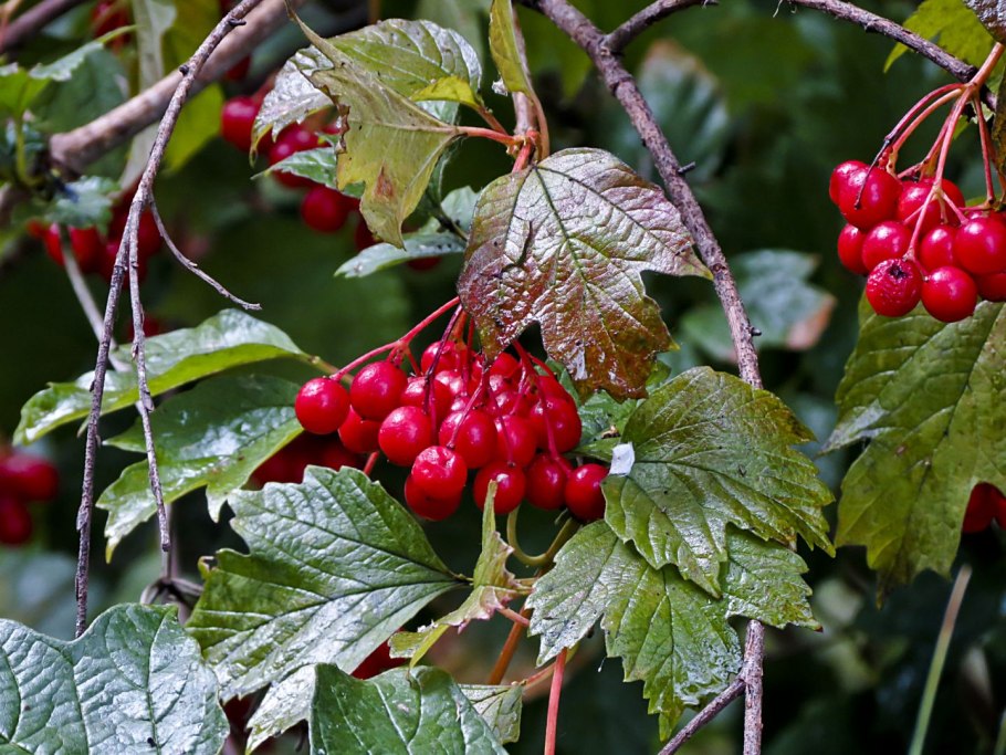 Боярышник рябина дуболистная
