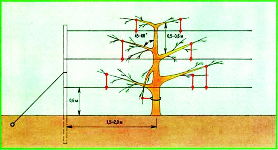 Груша высота дерева
