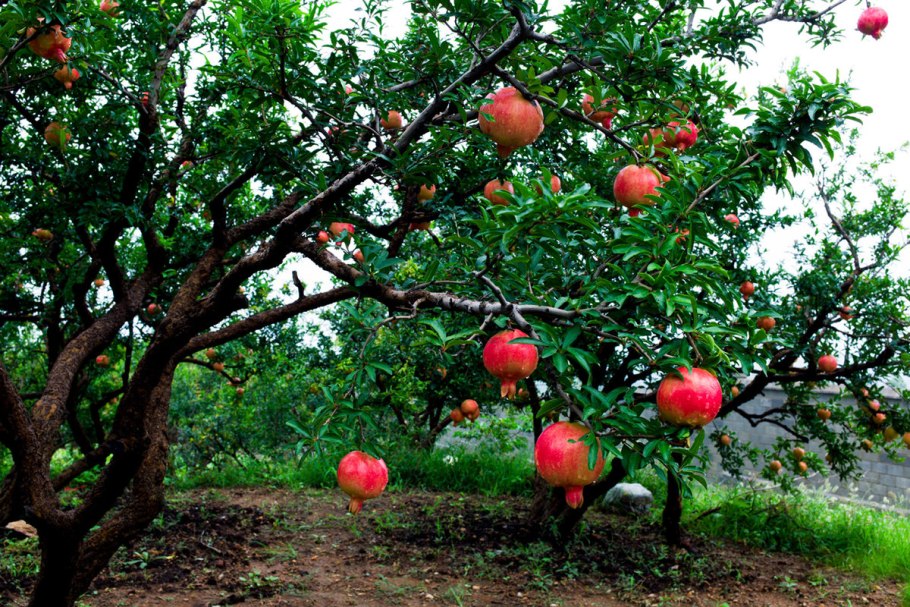 Схема посадки плоловыхьдеревьев