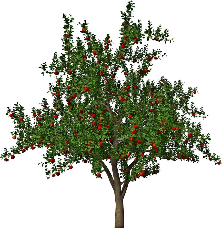 Вишня Харитоновская дерево