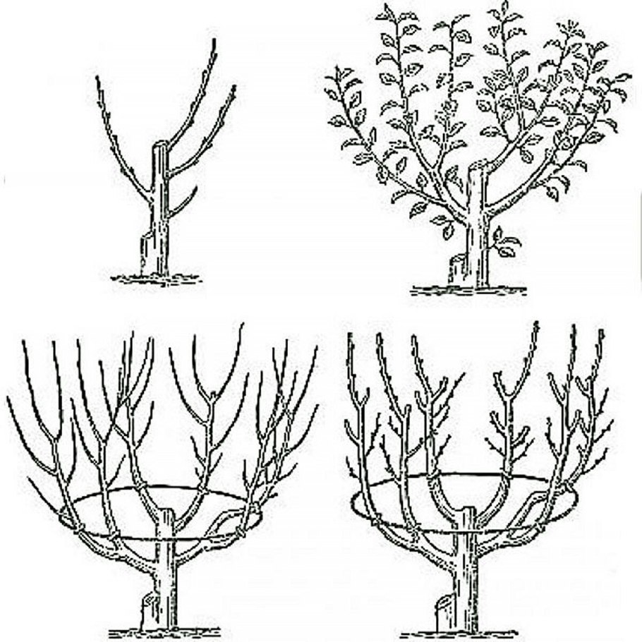 Карликовый гранат бейби
