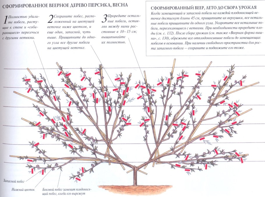Рябина обыкновенная куст