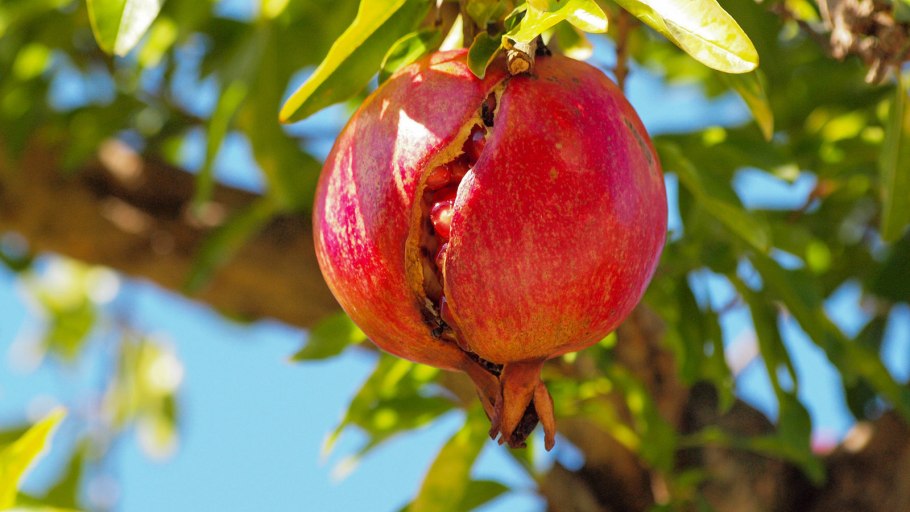 Гранат крымский полосатый