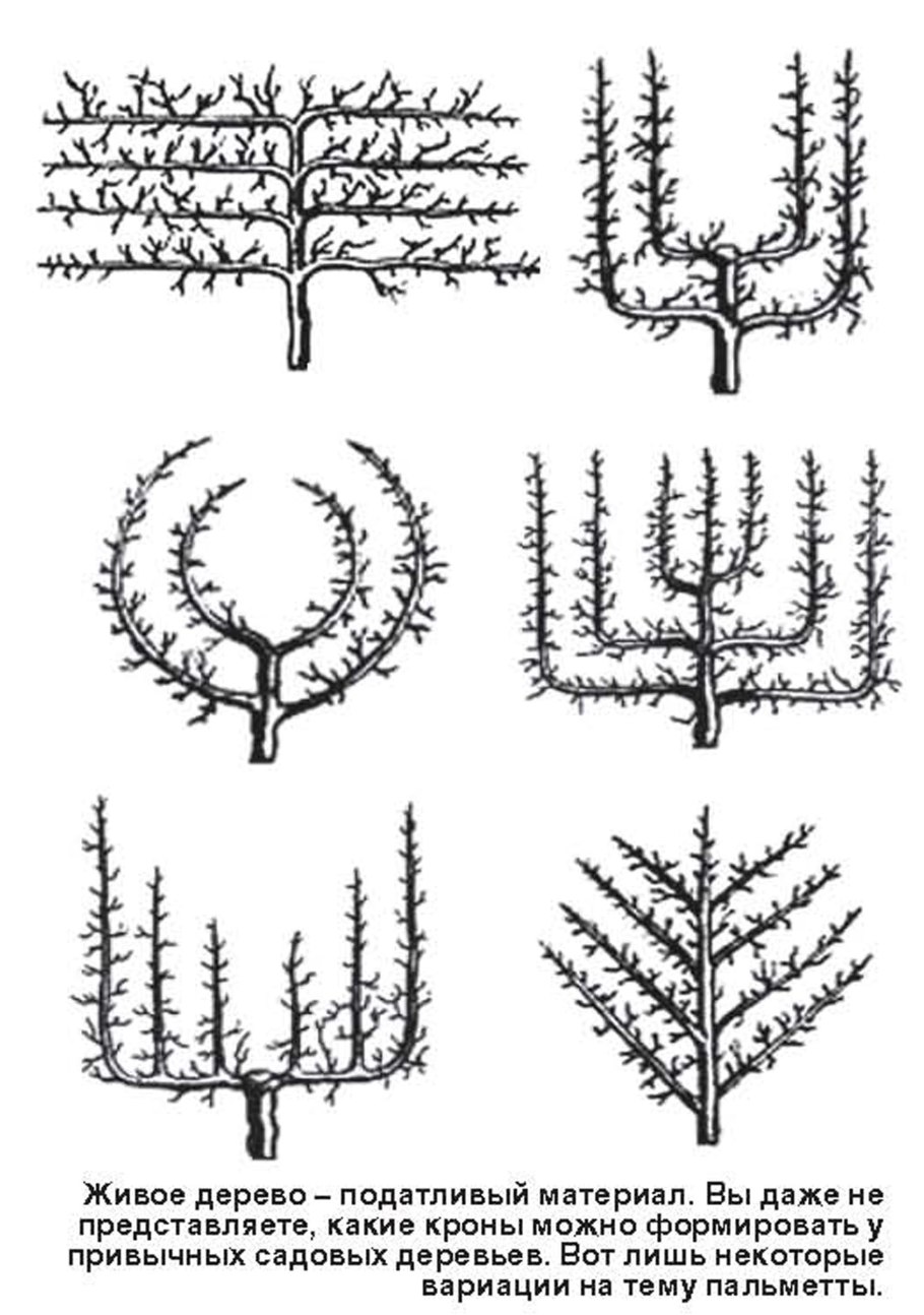 Формирование кроны яблони пальметта
