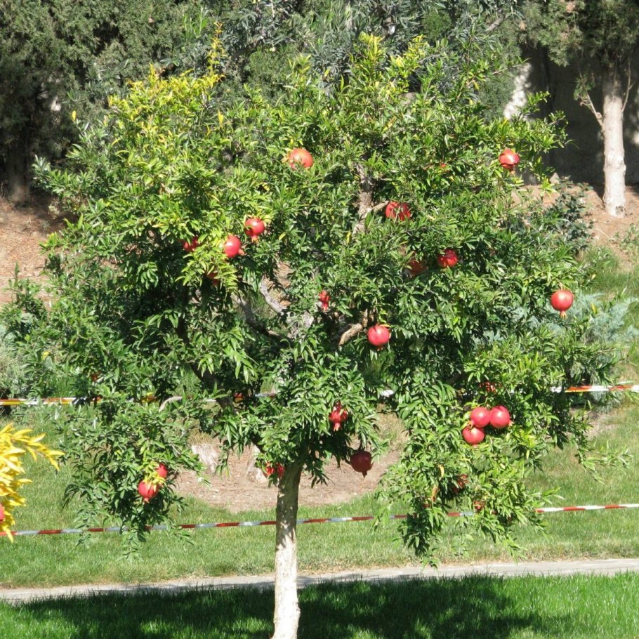 Пальметта форма кроны