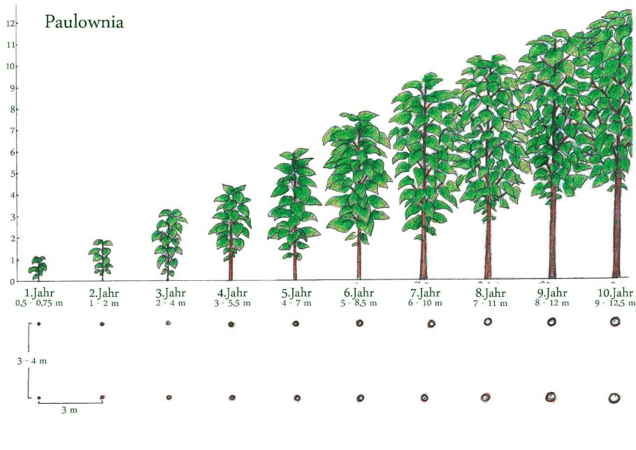 Сосна обыкновенная Возраст и размер