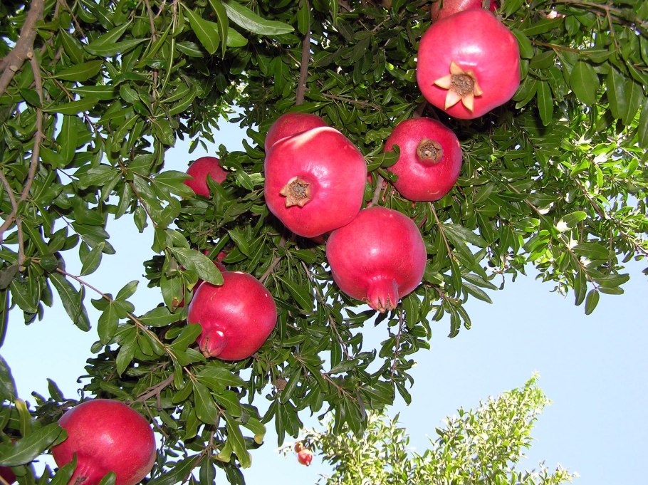 Обрезка колоновидной яблони весной