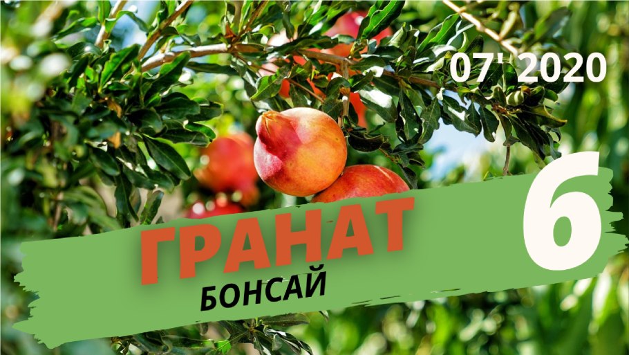 Дерево с корнями и плодами