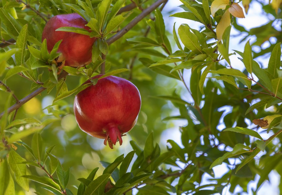 Осенняя обрезка яблони схема