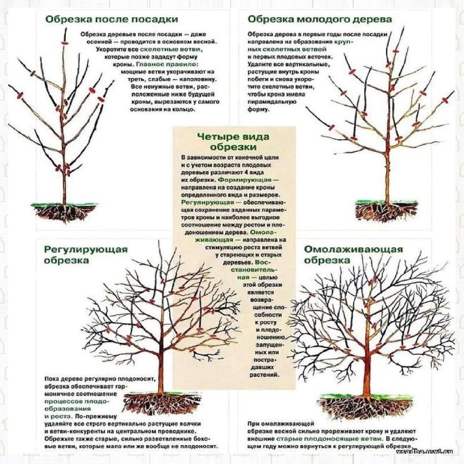 Схема обрезки плодовых деревьев весной