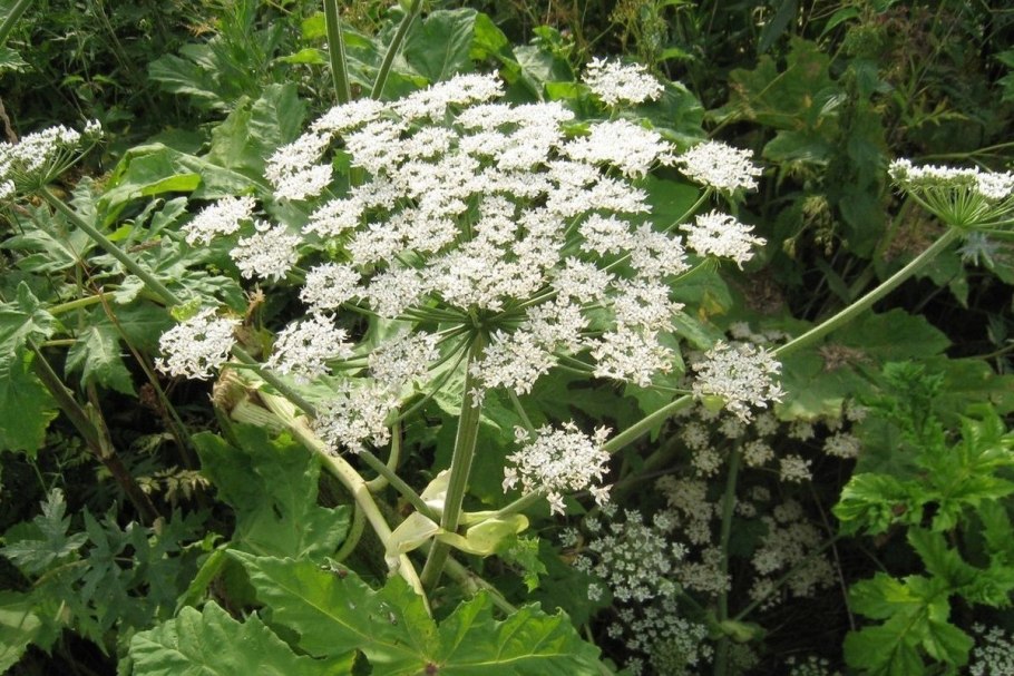 Борщевик Сосновского соцветие