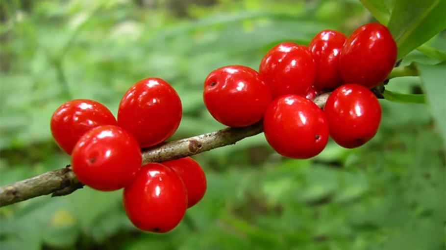 Paris quadrifolia l. Вороний глаз четырёхлистный